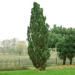 Сосна обыкновенная Фастигиата  Pinus sylvestris 'Fastigiata'